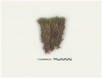 藏品(曲尾苔屬)的圖片